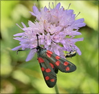 Red Spotted Moth (European)
