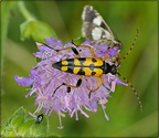 Long-Horned Beetle (unknown European species)