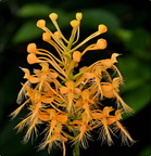 Yellow-Fringed Orchid