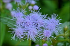 Blue Mist Flower