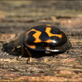 Vedalia Beetle