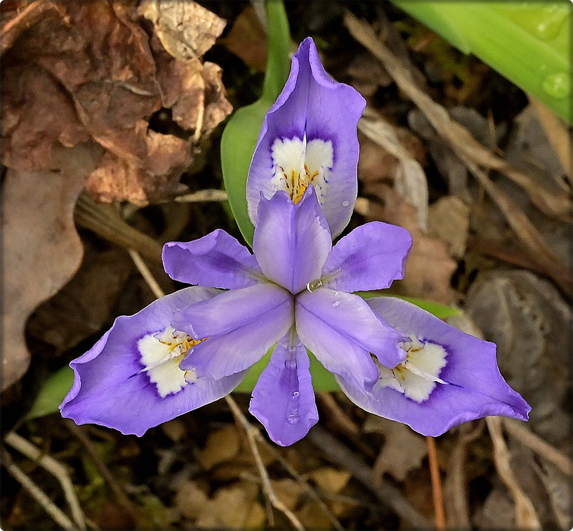 Crested Dwarf Iris