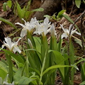 Crested Dwarf Iris (white morph)