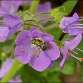 Flower Fly
