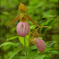 Pink Ladyslippers