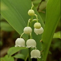 Lily-of-the-Valley (native)