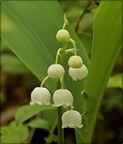 Lily-of-the-Valley (native)
