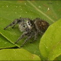 Spider (unidentified)
