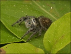 Spider (unidentified)