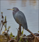 Little Blue Heron