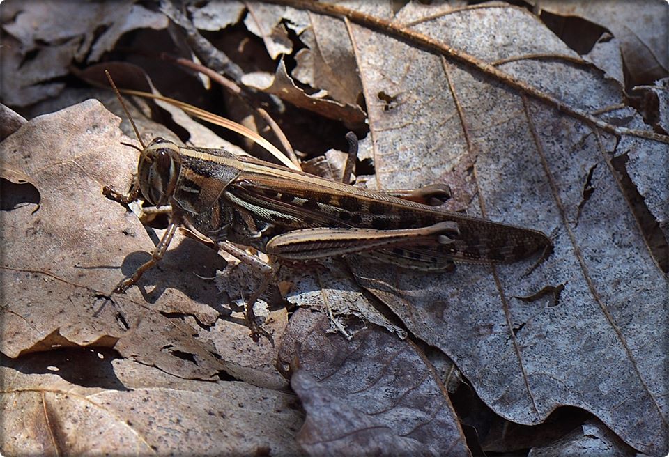 Spotted-Wing Grasshopper