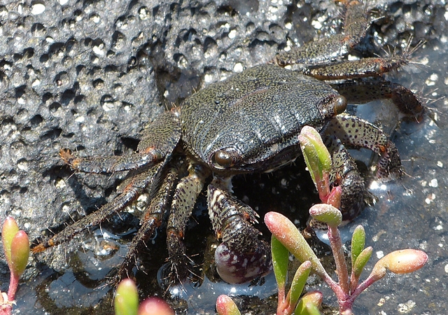 Small crab in a tidal pool 